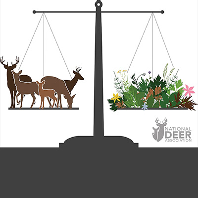 Should I Harvest More Doe?